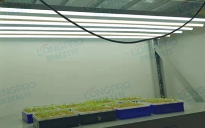 UV紫外線照射實驗：植物如何應(yīng)對自然環(huán)境中的紫外線威脅？